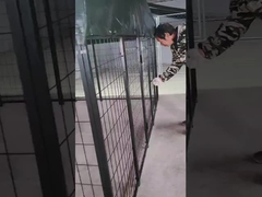 6ft Tinggi Las Baja Dog Kennel Powder Coated Dog Run House